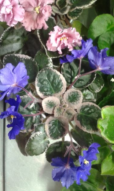 RS Ariadna spirt - VIOLETE DE COLECTIE 2017