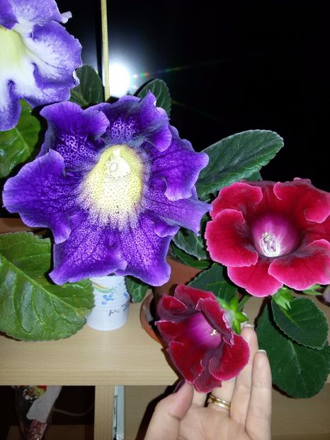 Larisa, tigrina Blue și etoil de feu - Gloxinii 2017