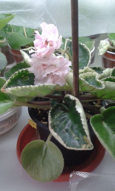 Ian Bokal - VIOLETE DE COLECTIE 2017