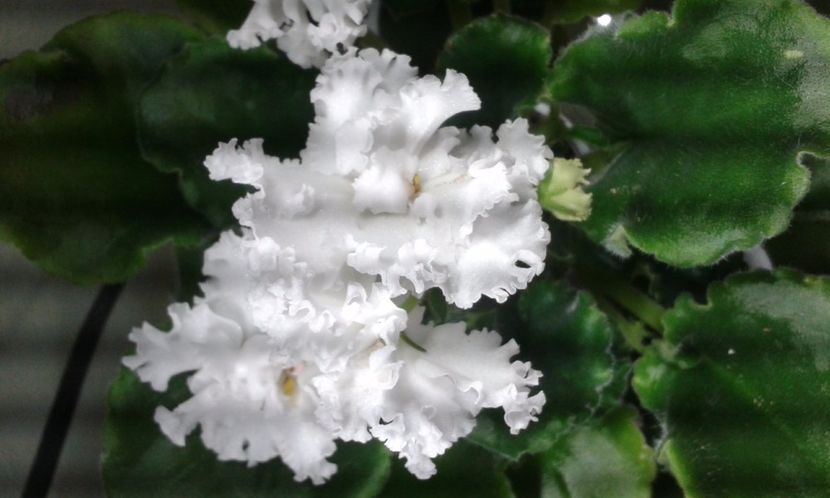 LE Vzbytie Slivki - VIOLETE DE COLECTIE 2017