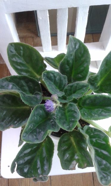 RS Poppuri - VIOLETE DE COLECTIE 2017