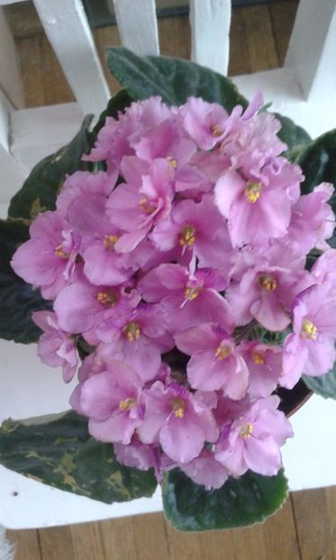 Rococo Ballet - VIOLETE DE COLECTIE 2017