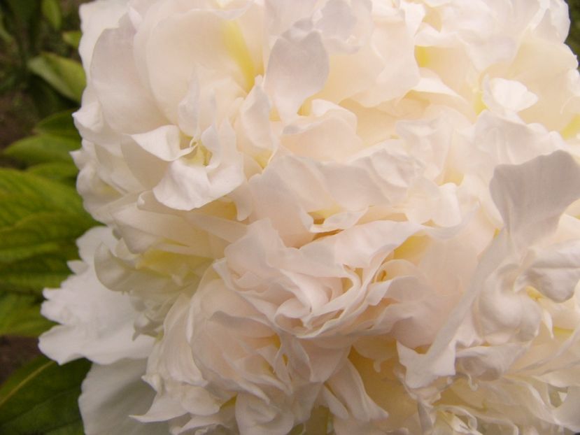 P1340167 - ANUL 2017 VII