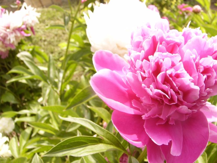 P1340202 - ANUL 2017 VII