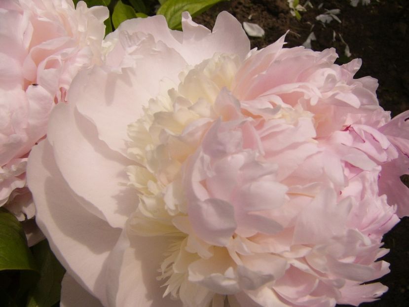 P1340208 - ANUL 2017 VII