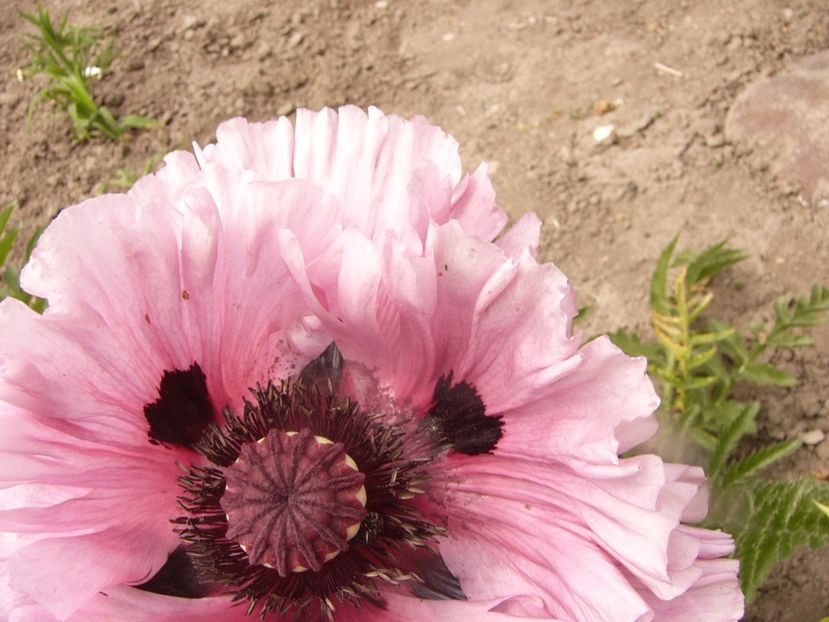 P1340227 - ANUL 2017 VIII