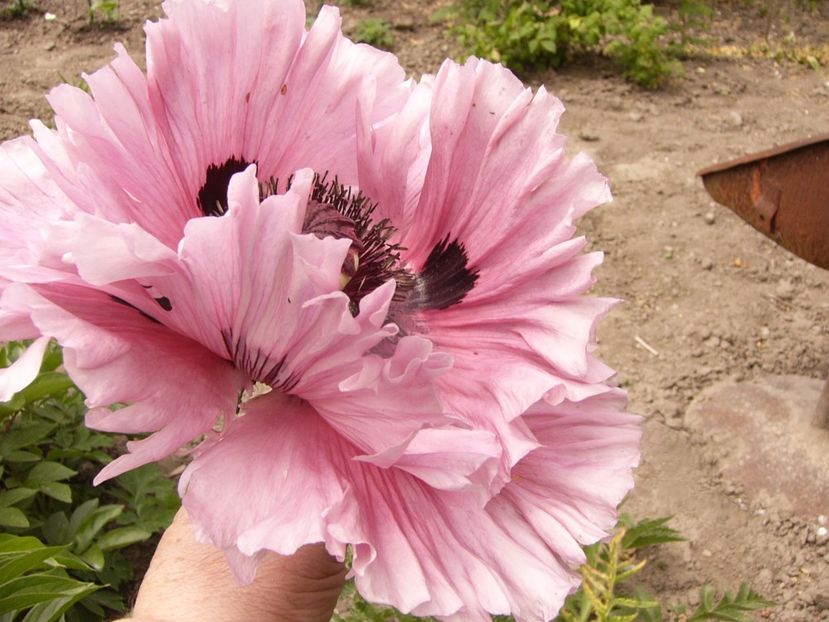 P1340228 - ANUL 2017 VIII