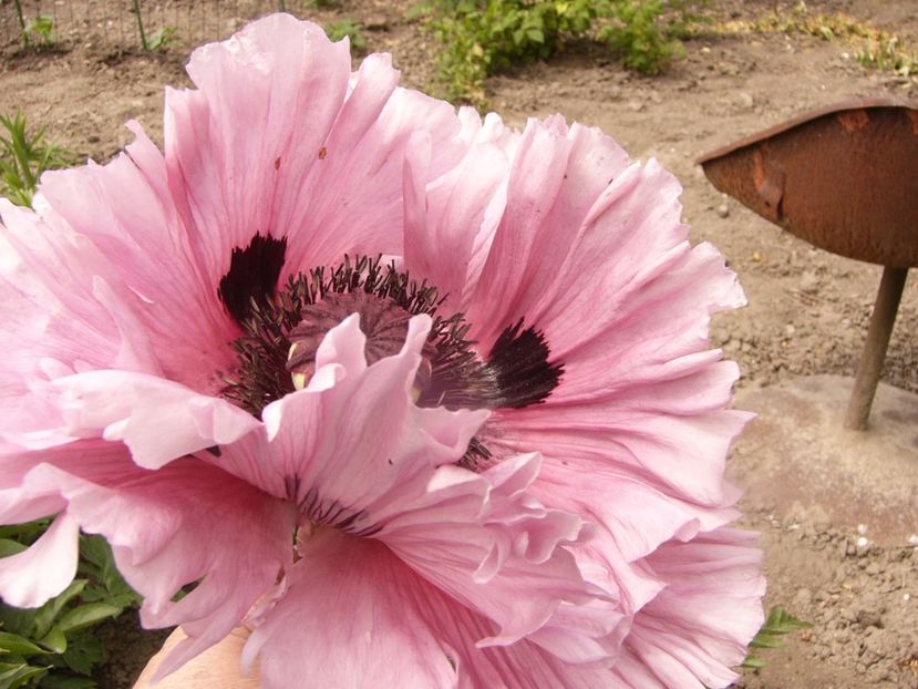 P1340229 - ANUL 2017 VIII