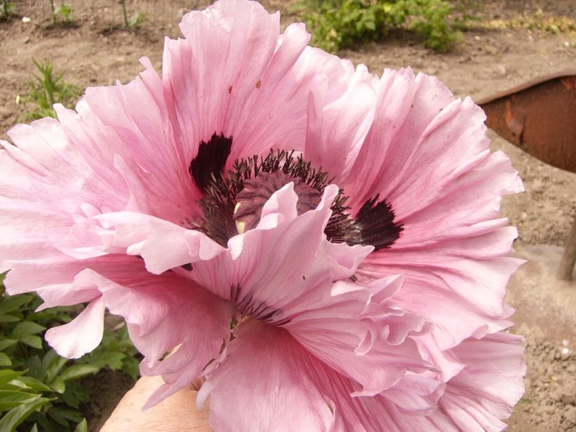 P1340230 - ANUL 2017 VIII