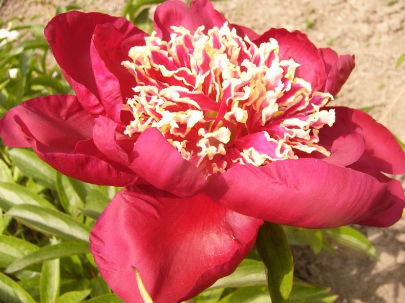 P1340231 - ANUL 2017 VIII