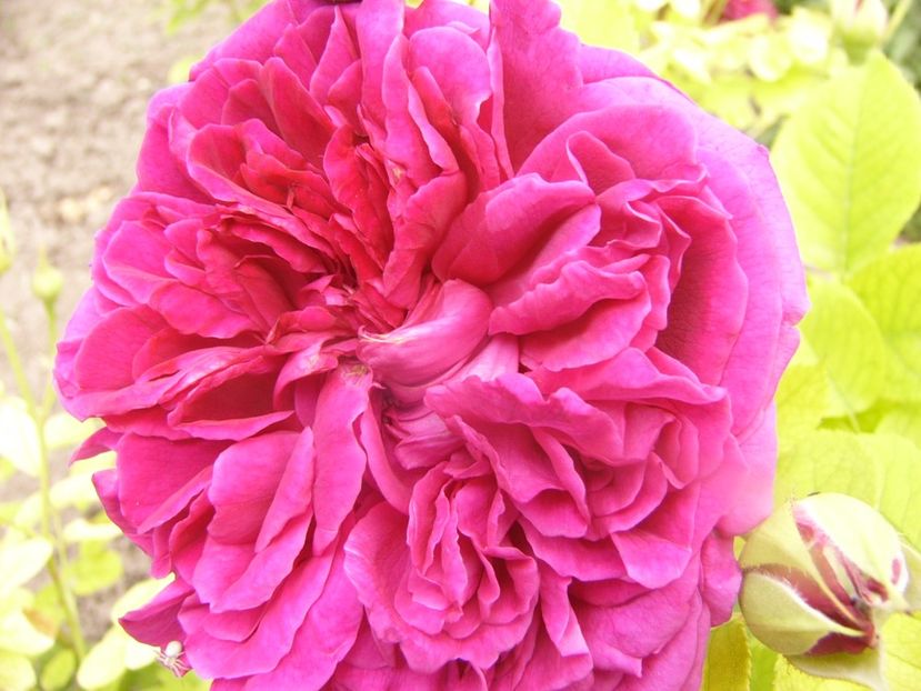 P1340243 - ANUL 2017 VIII