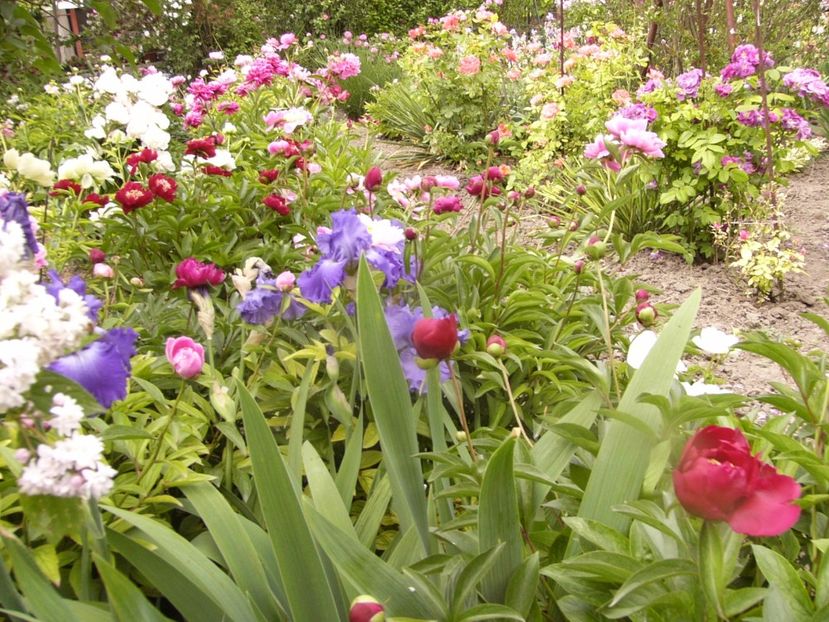 P1340249 - ANUL 2017 VIII