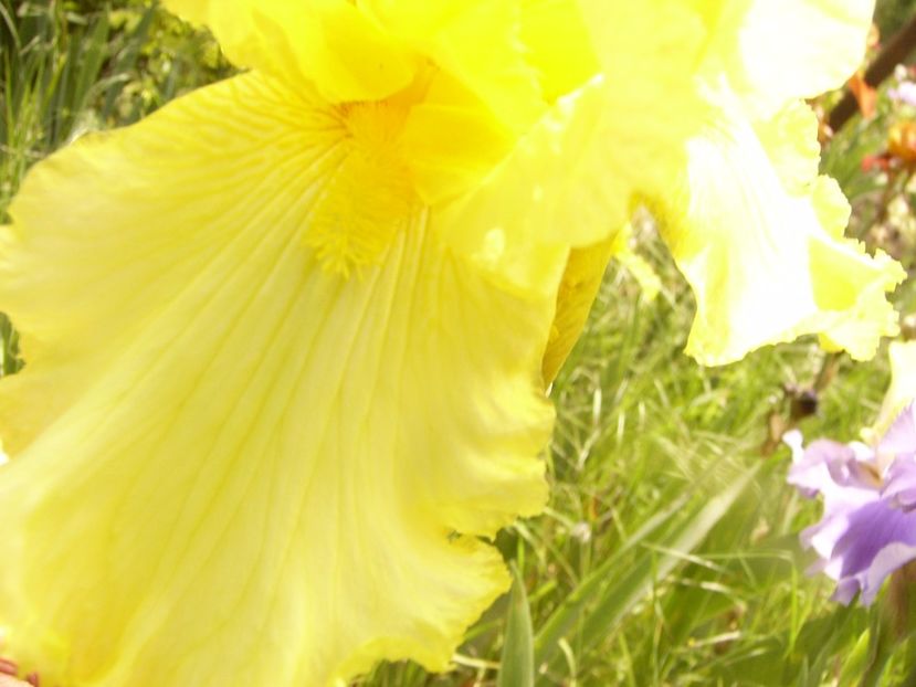 P1340255 - ANUL 2017 VIII