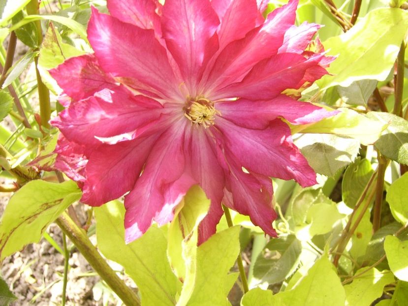 Clematis Caen - ANUL 2017 VIII