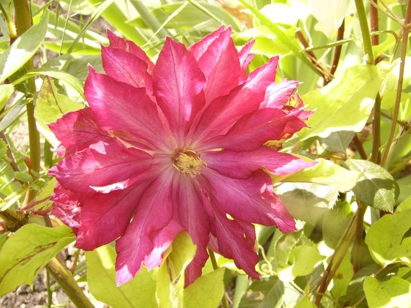 P1340259 - ANUL 2017 VIII