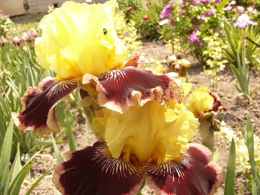 P1340267 - ANUL 2017 VIII