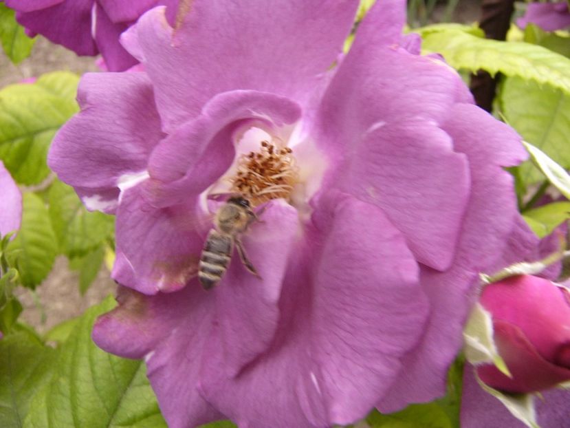 P1340278 - ANUL 2017 VIII