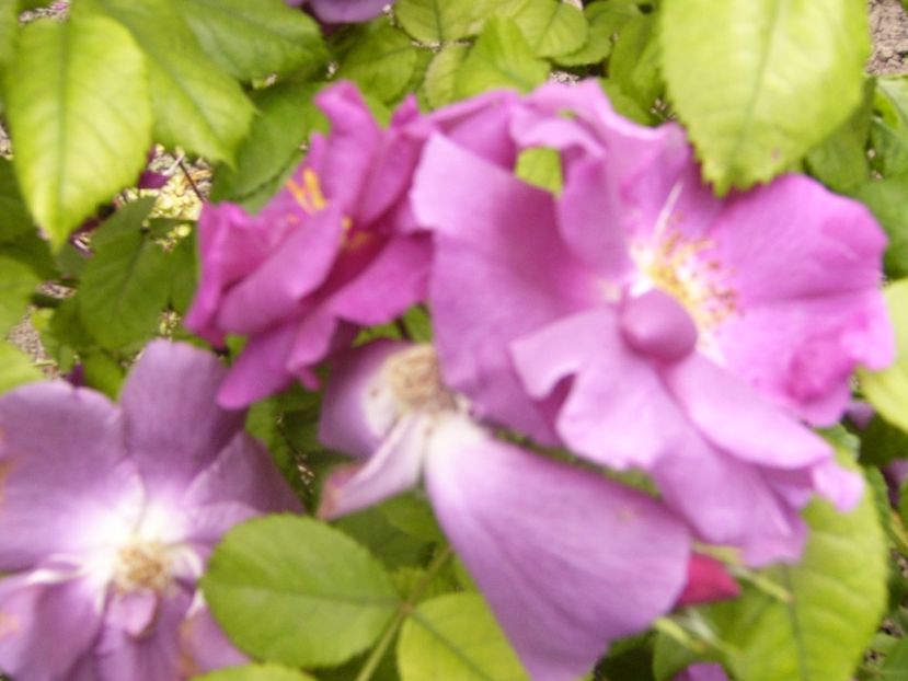 P1340279 - ANUL 2017 VIII