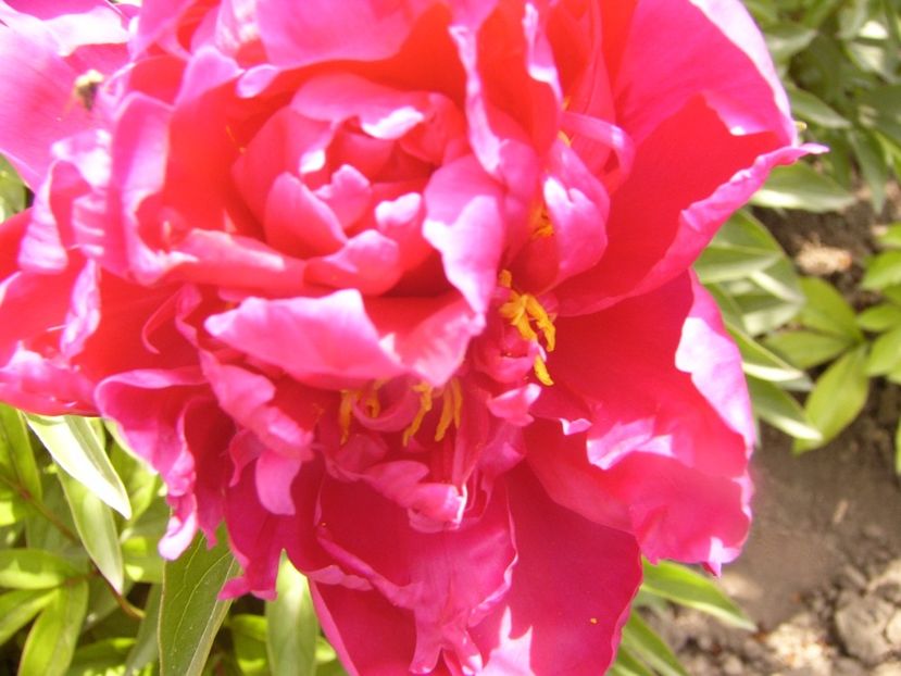 P1340281 - ANUL 2017 VIII