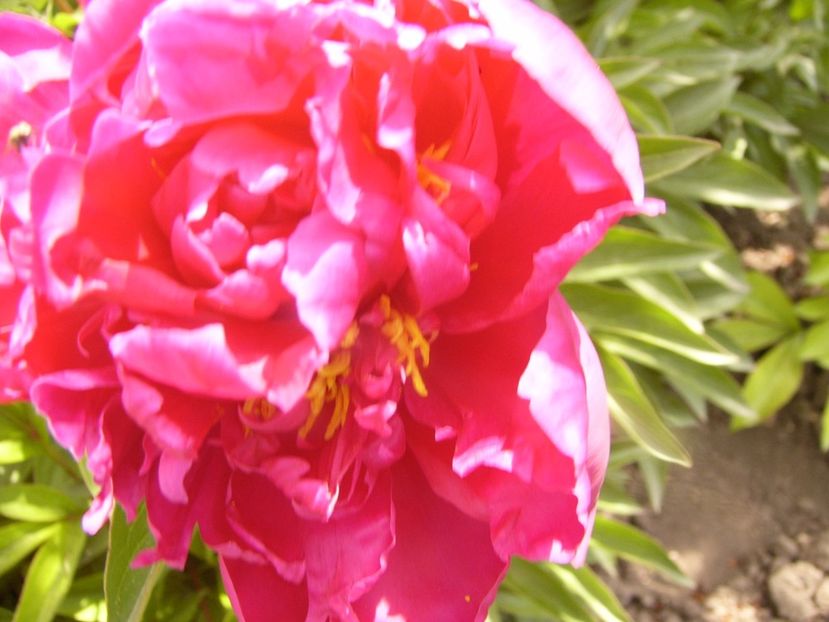 P1340282 - ANUL 2017 VIII