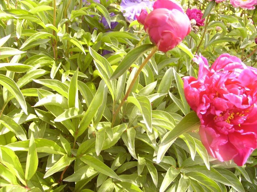 P1340283 - ANUL 2017 VIII