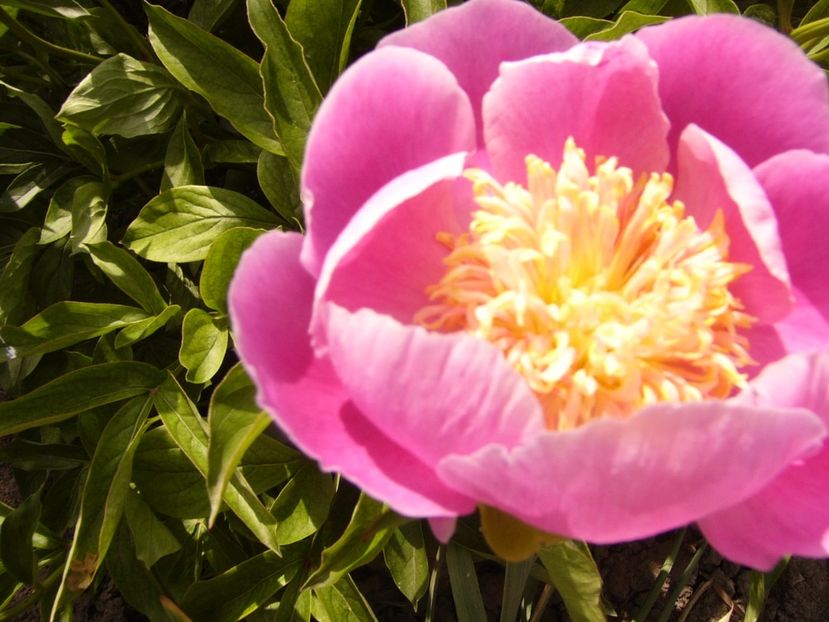 P1340284 - ANUL 2017 VIII