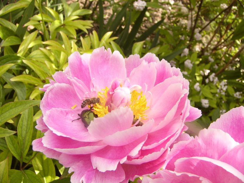 P1340287 - ANUL 2017 VIII