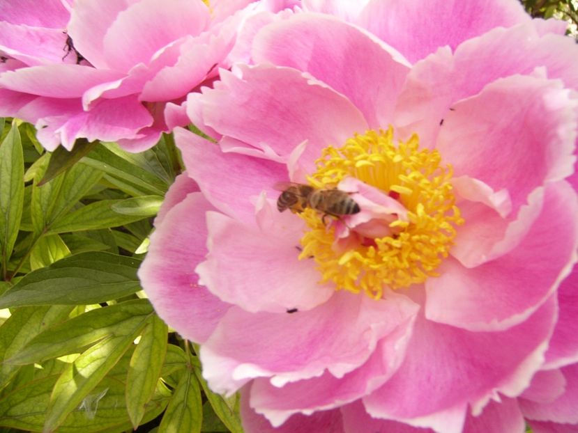 P1340288 - ANUL 2017 VIII