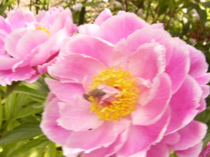 P1340289 - ANUL 2017 VIII