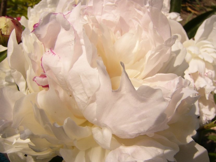 P1340291 - ANUL 2017 VIII