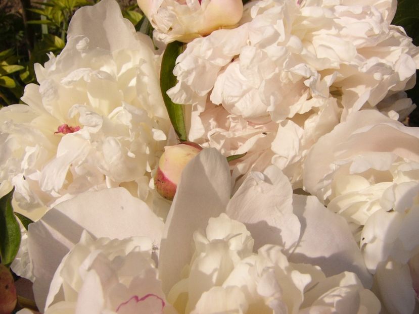 P1340293 - ANUL 2017 VIII