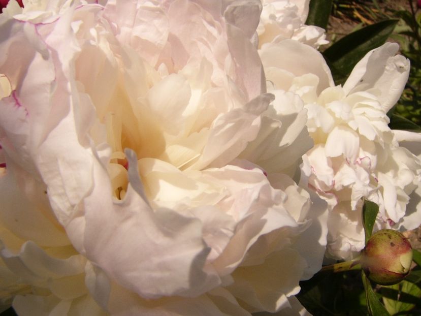 P1340295 - ANUL 2017 VIII