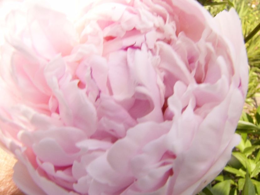 P1340299 - ANUL 2017 VIII