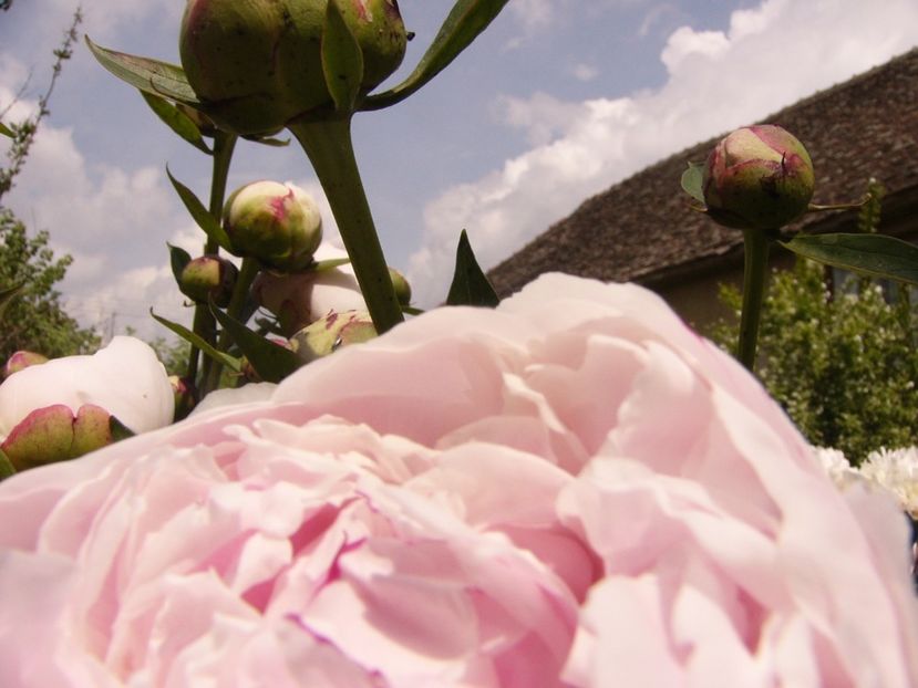 P1340301 - ANUL 2017 VIII