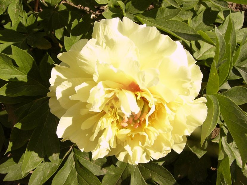 P1340310 - ANUL 2017 VIII