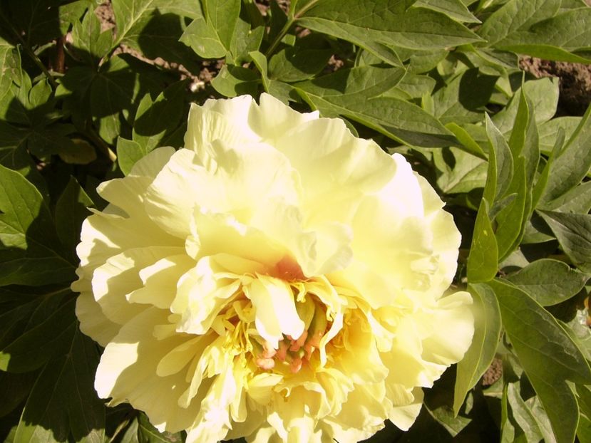 P1340311 - ANUL 2017 VIII