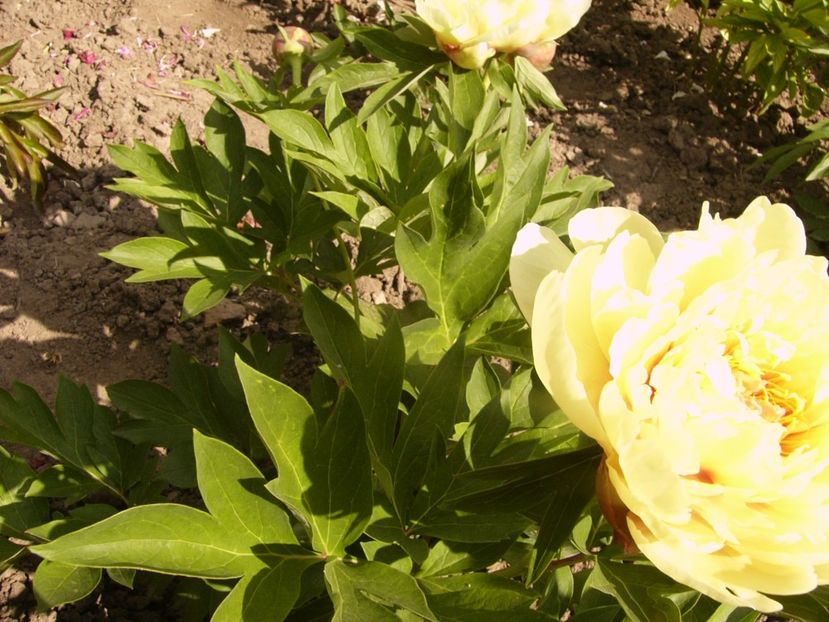 P1340317 - ANUL 2017 VIII