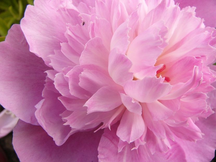 P1340318 - ANUL 2017 VIII