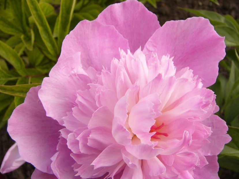 P1340320 - ANUL 2017 VIII