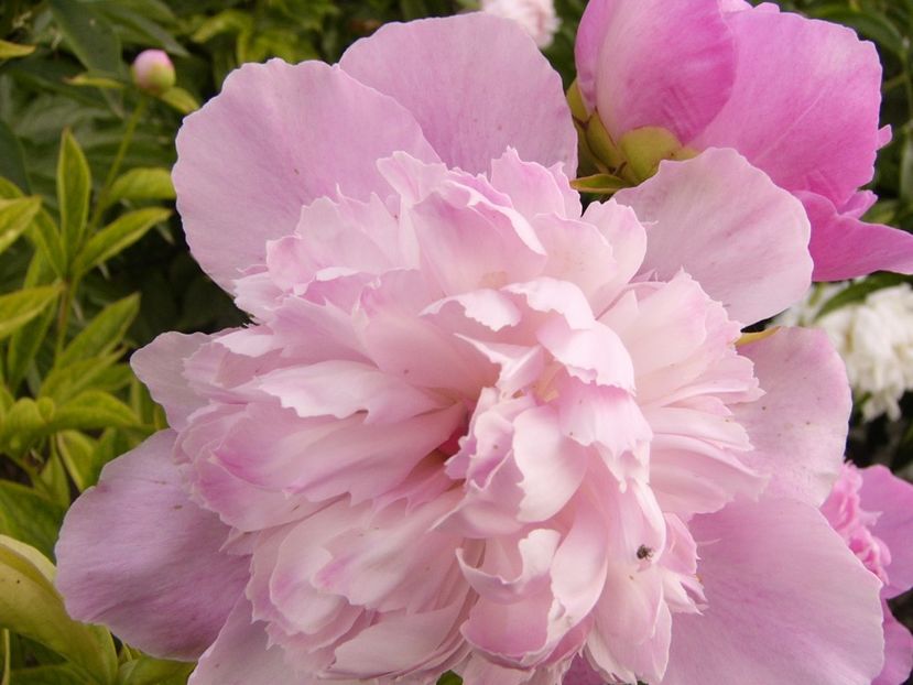 P1340322 - ANUL 2017 VIII