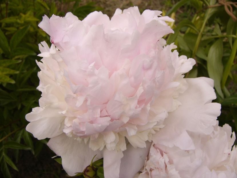 P1340325 - ANUL 2017 VIII