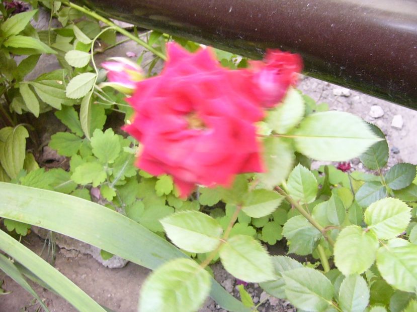 Rosa Lidl - ANUL 2017 VIII