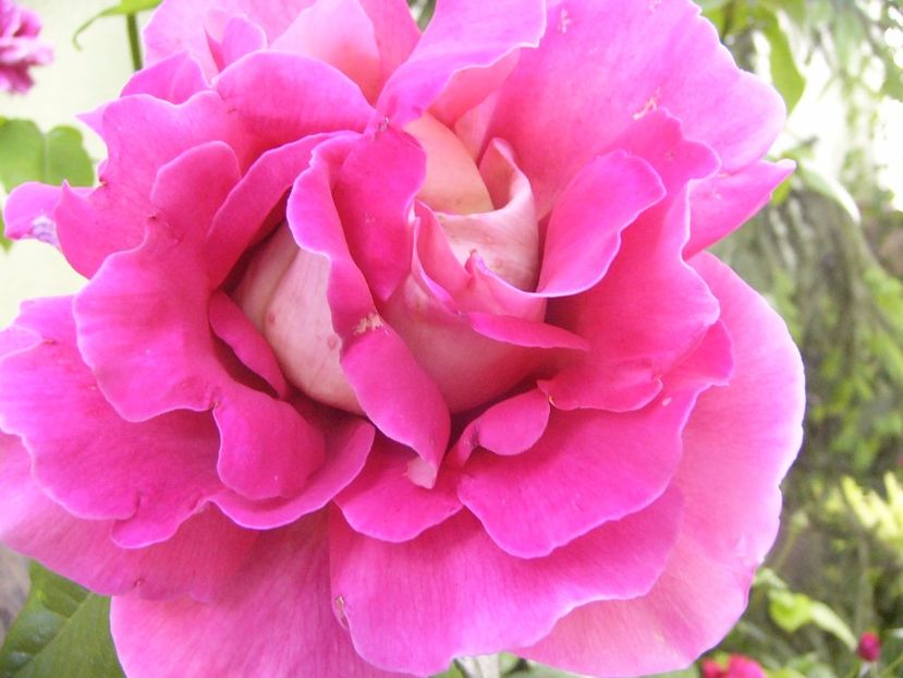 Rosa Kronenbourg - ANUL 2017 VIII