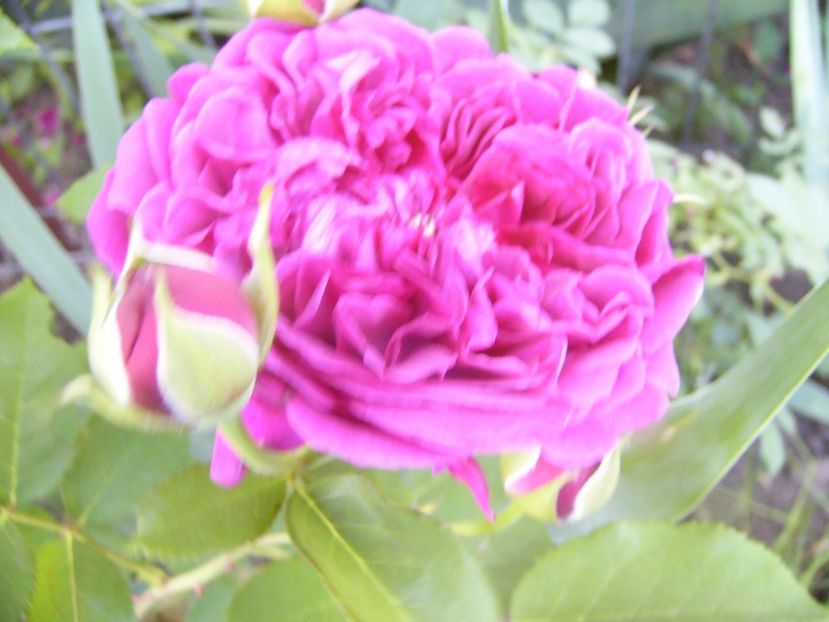 Rosa Dimov - ANUL 2017 VIII