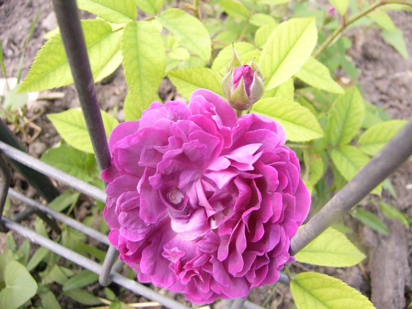 Rosa Rosier Eveque - ANUL 2017 VIII