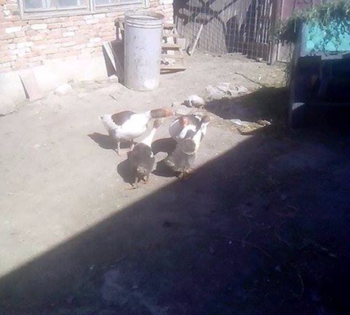 - GASTE POMERANIENE IMPORT SERBIA