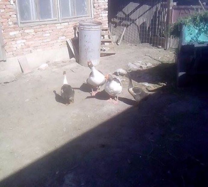  - GASTE POMERANIENE IMPORT SERBIA
