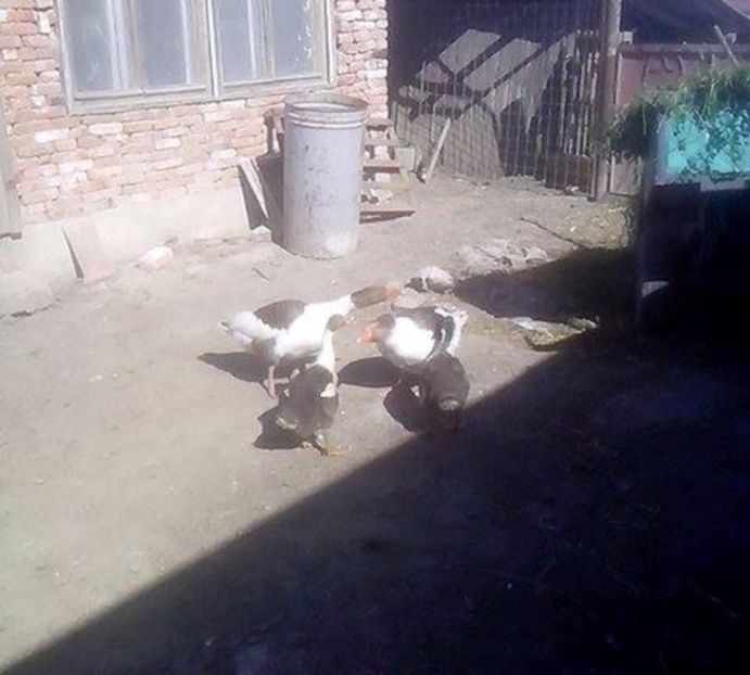  - GASTE POMERANIENE IMPORT SERBIA