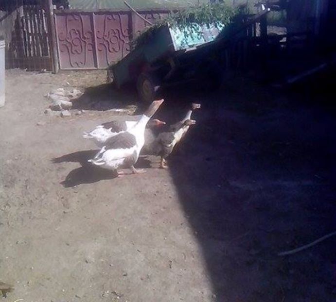  - GASTE POMERANIENE IMPORT SERBIA