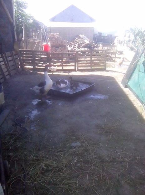  - GASTE POMERANIENE IMPORT SERBIA